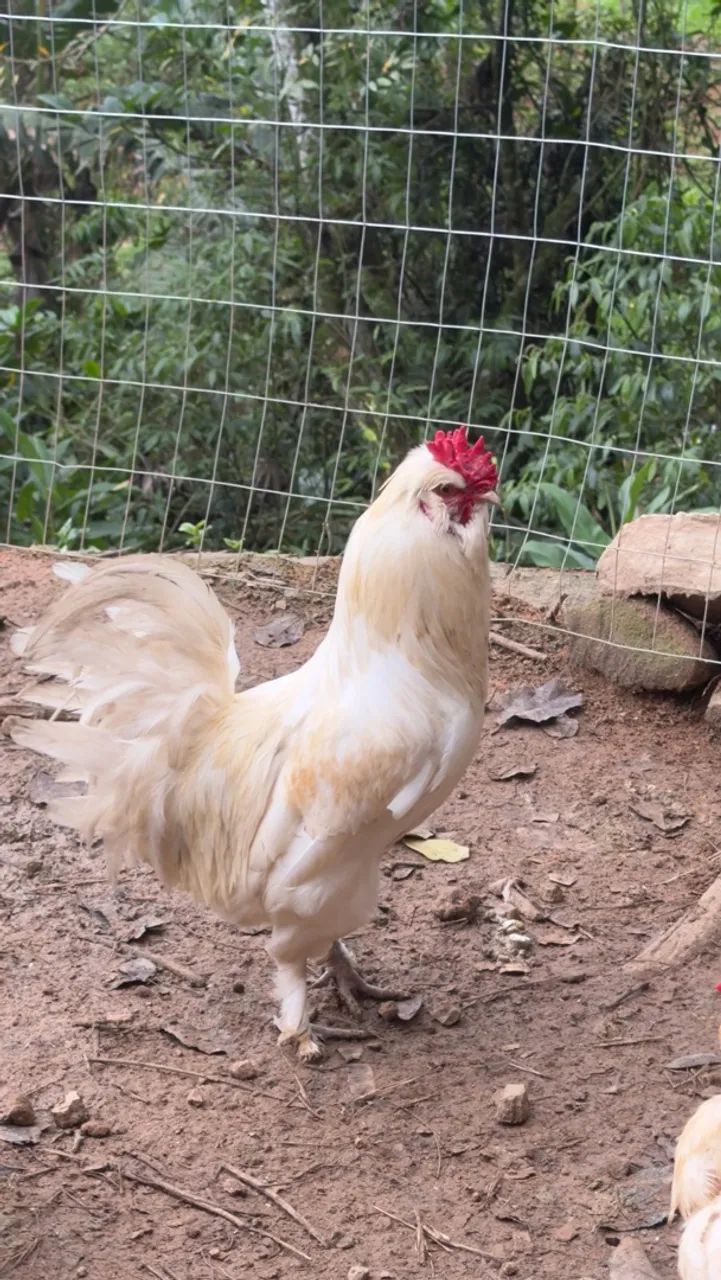 Galo - Foto 2