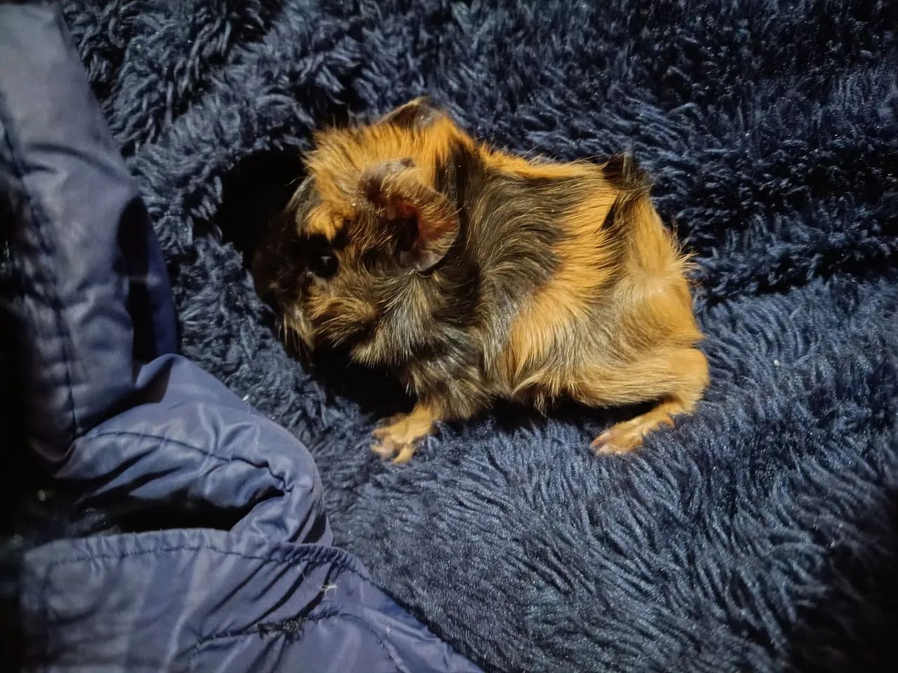 Porquinho da índia filhote