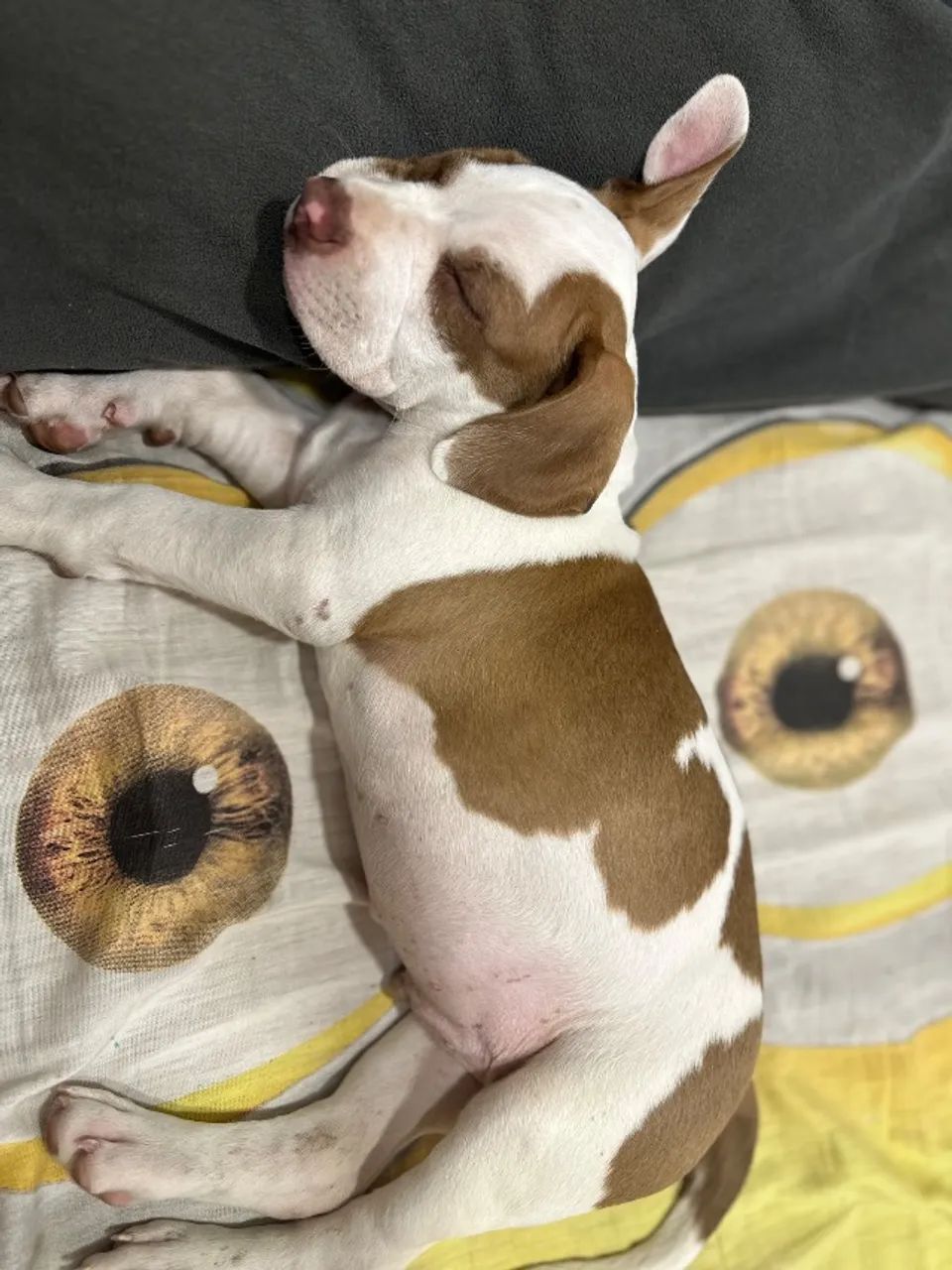 Cachorro - Foto 2