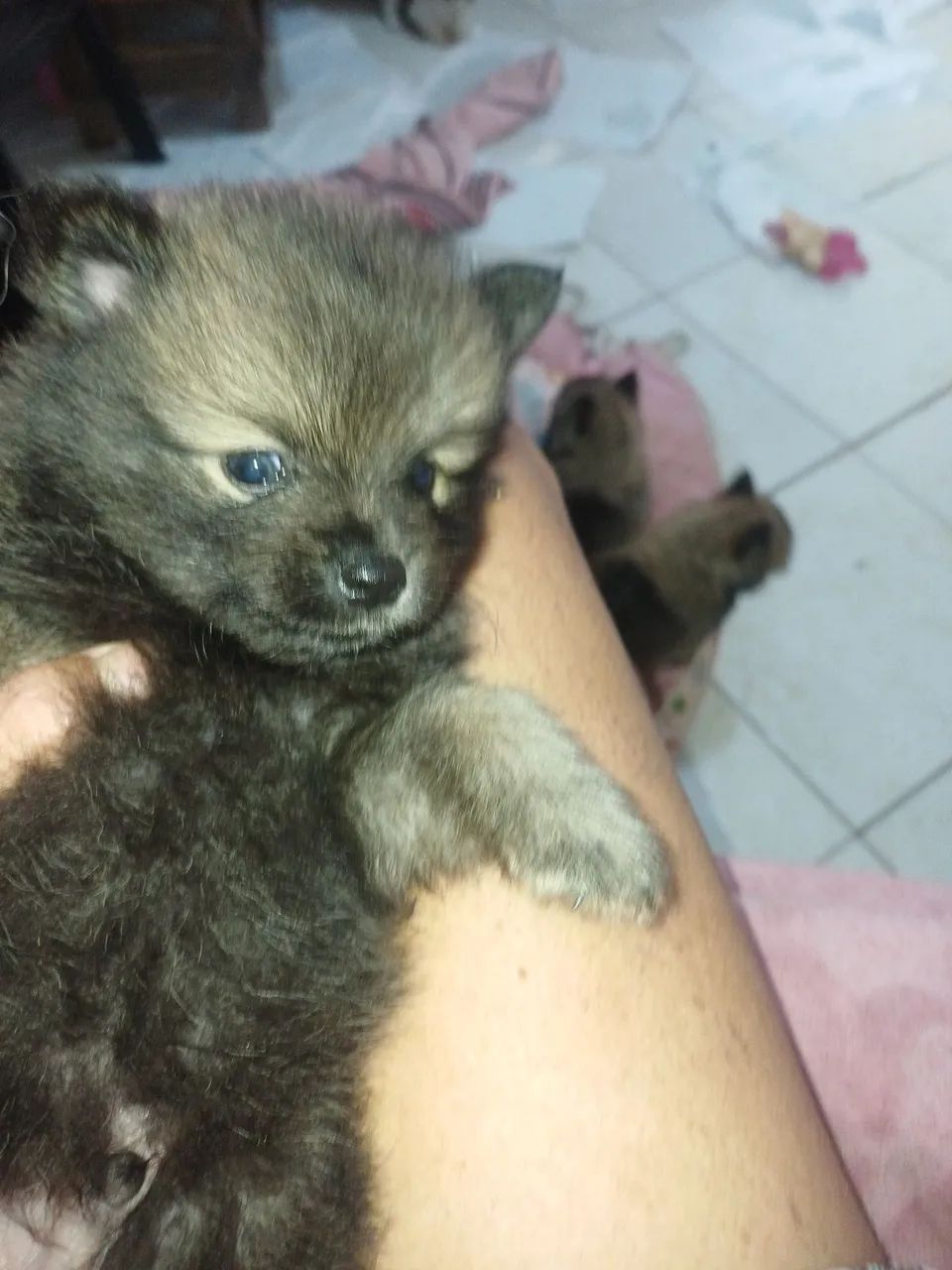 Cachorro - Foto 2