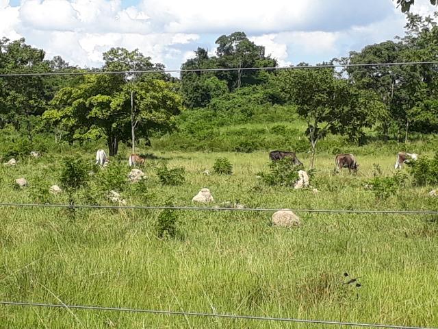 Chácara de porteira fechada no Rio Cuiabá com barco piscina gado e cavalo - Foto 16
