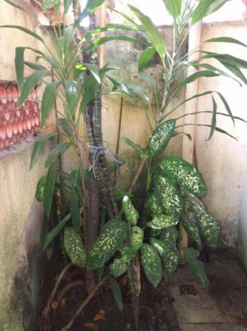 Apartamento à venda com 1 dormitórios em Del castilho, Rio de janeiro cod:PPAP10035 - Foto 2