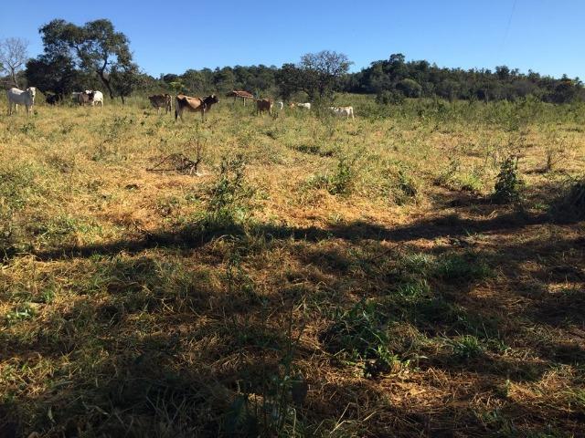 Fazenda c/ 570he, c/ 90% aberto/juquirado, 8km de Itiquira-MT, entrada + 4 parcelas - Foto 4