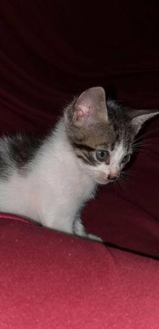 Gato para Doação