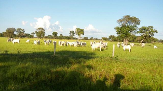 Fazenda 1.210 Hectares Excelente Pecuária - Cáceres - MT