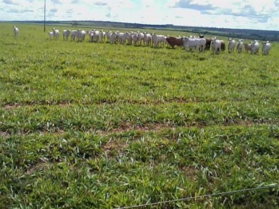 Fazenda c/ 1.350he c/ 80% formado, planta em 600he, Itiquira-MT, pego imóvel no PR - Foto 9