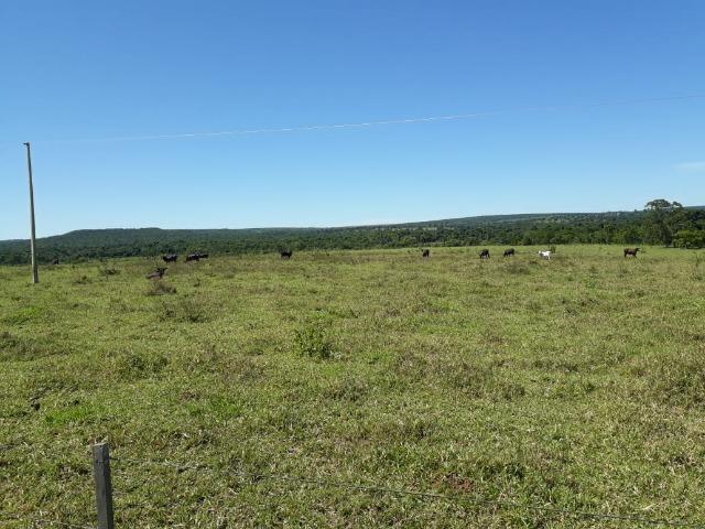 Fazenda c/ 620he, plantando em 200he, 240he em pastagens, Itiquira-MT - Foto 5