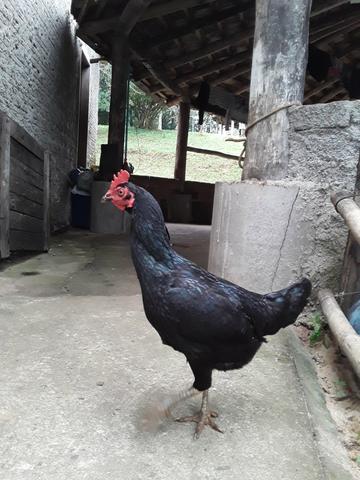 Vendo de barbada - Foto 2