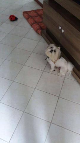 Shih-tzu - Foto 4