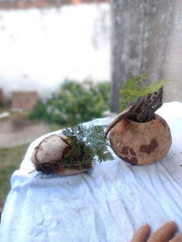 Vendo plantas