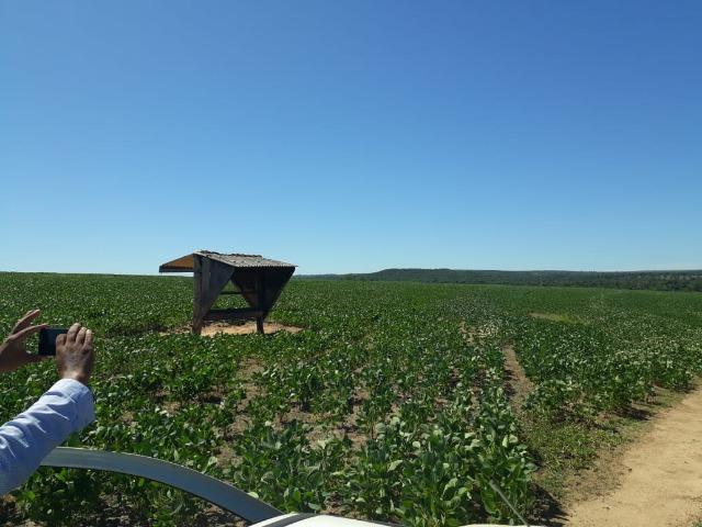 Fazenda c/ 620he, plantando em 200he, 240he em pastagens, Itiquira-MT - Foto 9
