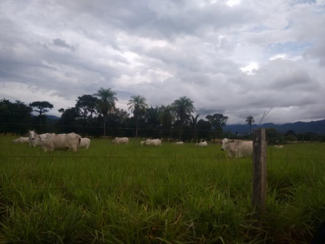 Fazenda 570 Hectares Grande Oportunidade - MT - Foto 2
