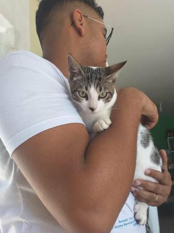 Gato para Doação - Foto 3