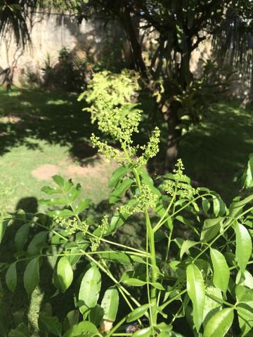 Mudas de cajá manga ou cajarana anã - Foto 5
