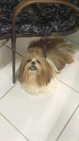 Cães