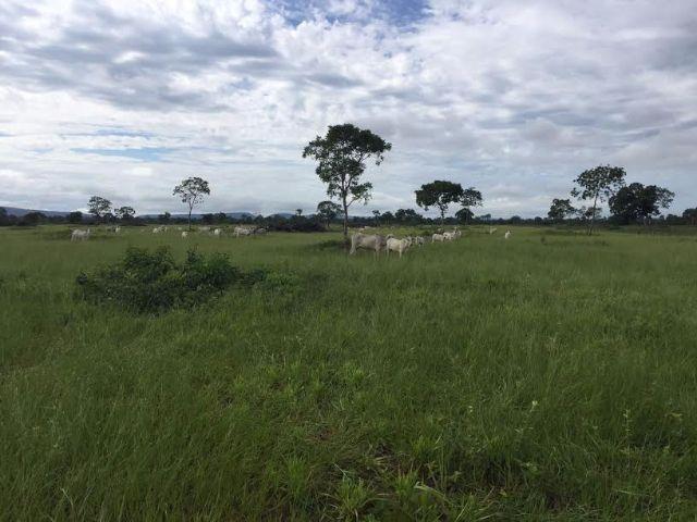 Fazenda c/ 300he, 90% aberto, a 85km de Cuiabá-MT, 40% em imóveis, Sto Antonio Leverger-MT - Foto 13
