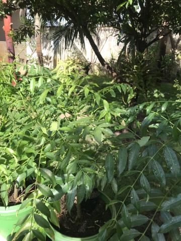 Mudas de cajá manga ou cajarana anã - Foto 4