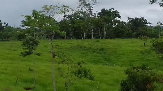 Fazenda em Porto Acre- AC - Foto 5
