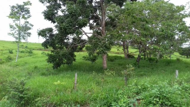 Fazenda em Porto Acre- AC - Foto 6