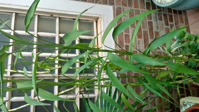Bambu da Sorte - Foto 3