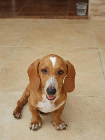 Procura-se cachorrinho - Foto 3