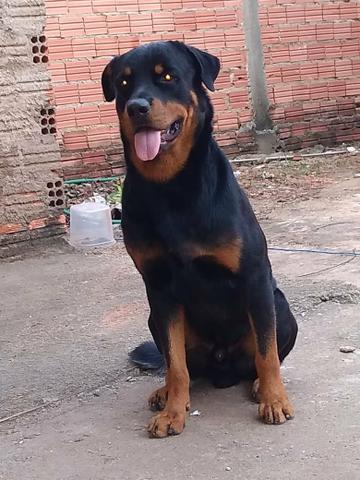 Filhotes de Rottweiler - Foto 5