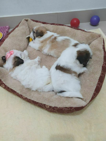 Lindos filhotes de mini Shih Tzu c acompanhamento veterinário grátis puros - Foto 3