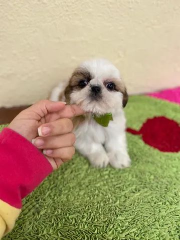 Filhotes de Shih tzu Lhasa - Cachorros e acessórios - Muribeca