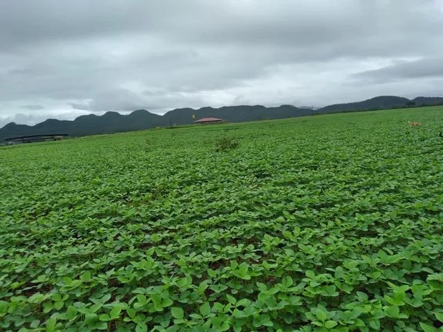 392 alqueires em Niquelandia-Go - Foto 3