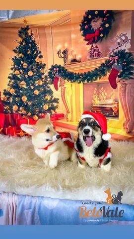 Corgi Wrlsh Corgi pembroke 736