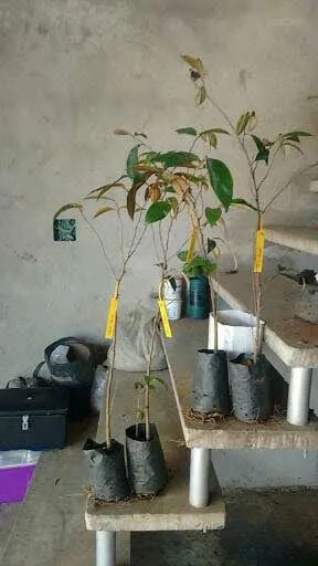 Plantas frutíferas  - Foto 4