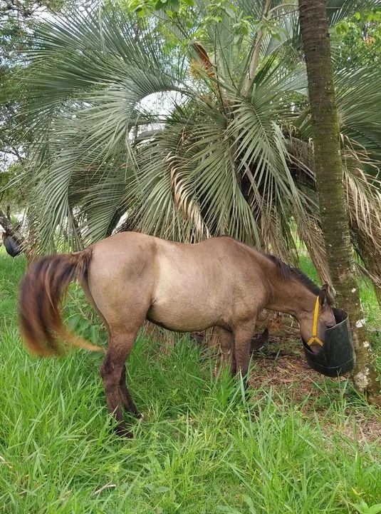Oportunidade! Cavalo 7 anos - Foto 2
