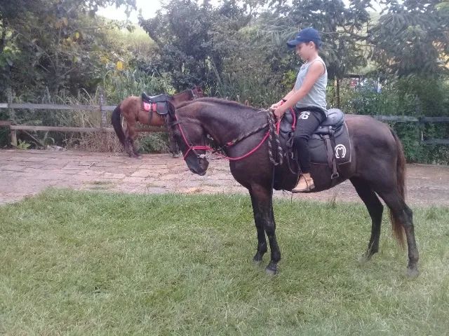 Cavalo marcha picada  castrado - Foto 3