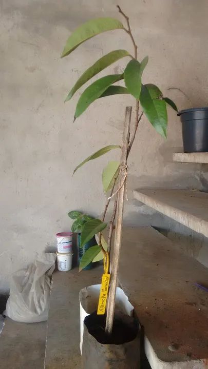 Plantas frutíferas  - Foto 6