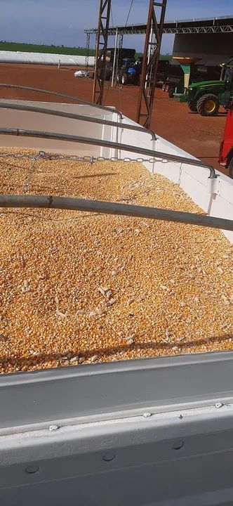 Milho em grãos para venda