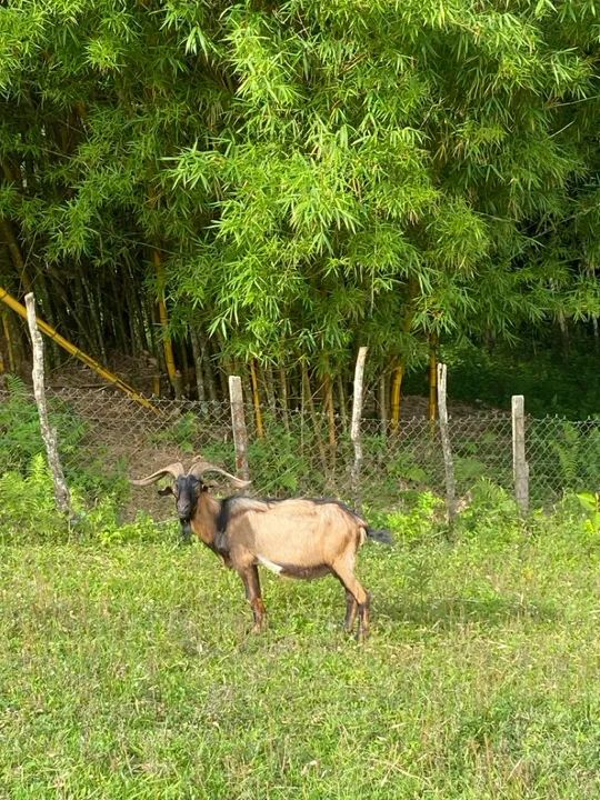Bode para venda - Foto 2