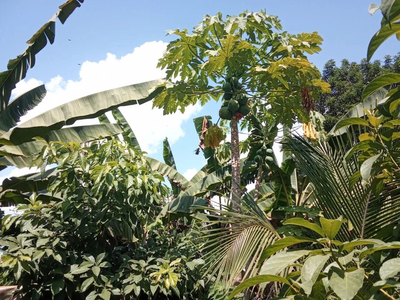 foto - Manaus - Nova Cidade