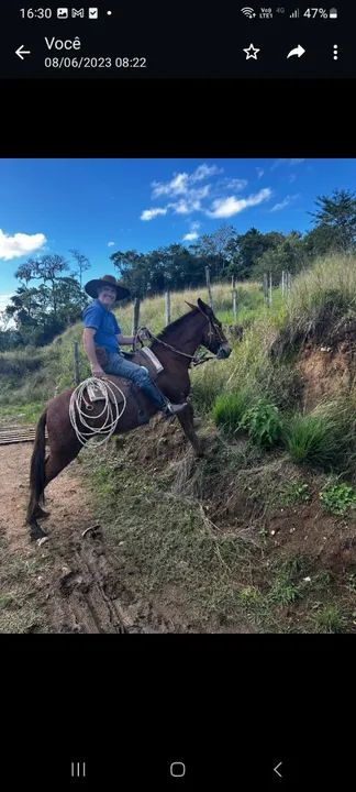 Animais pra cavalgada  - Foto 3