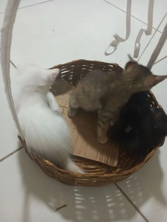 Dois gatinhos fofinhos para adoção - Foto 4