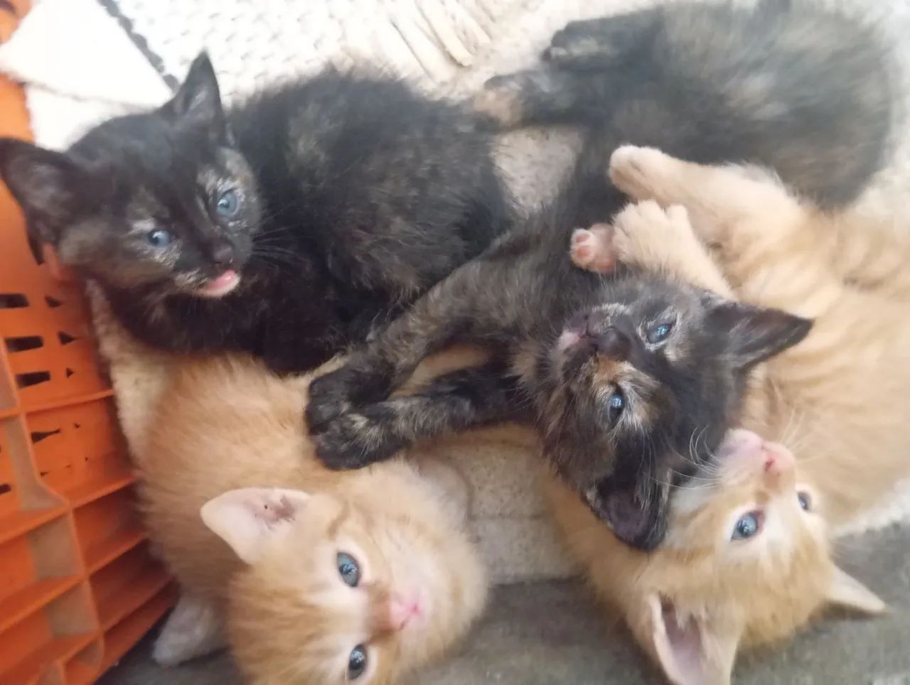 Filhotes de gato adoráveis para adoção - Foto 2