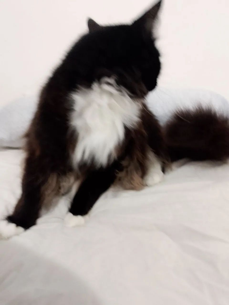 Doação, gato macho castrado  - Foto 4