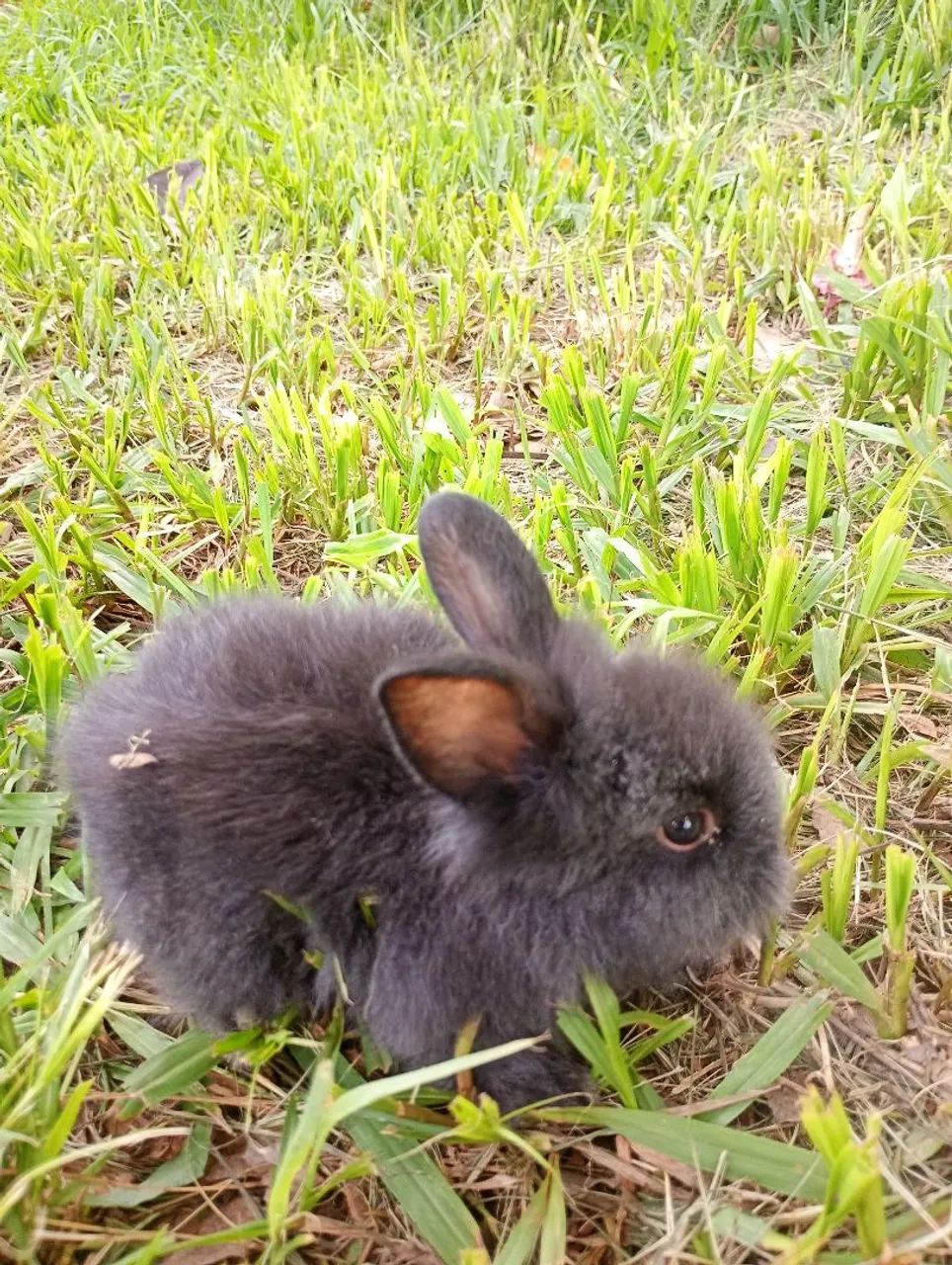 Filhotes de coelho mini Lion  - Foto 6