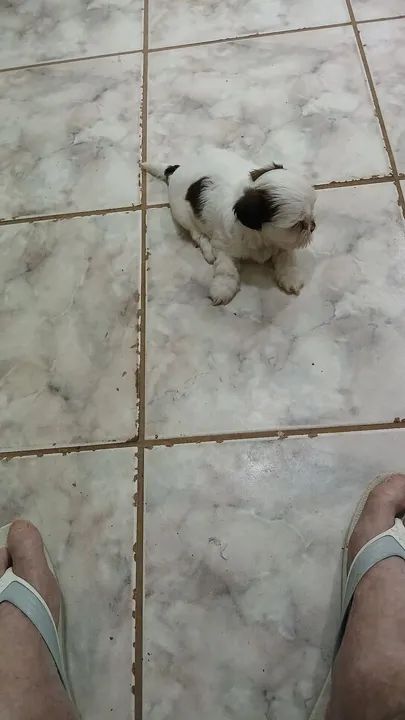 Filhote Shih Tzu disponível ara adoção