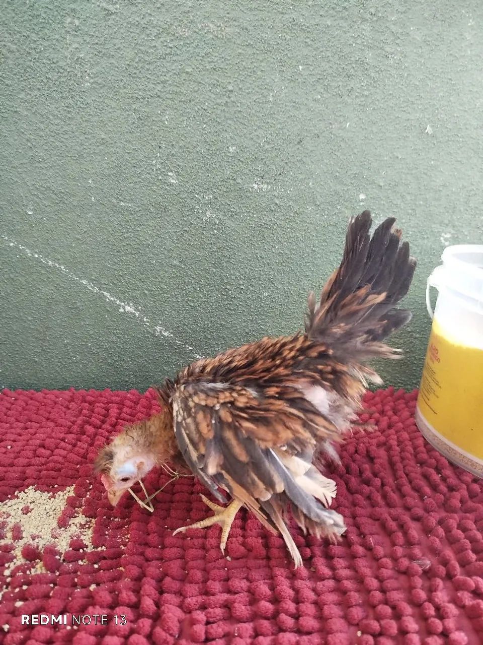 Franguinha mini garnisé modelada  -  - Foto 2