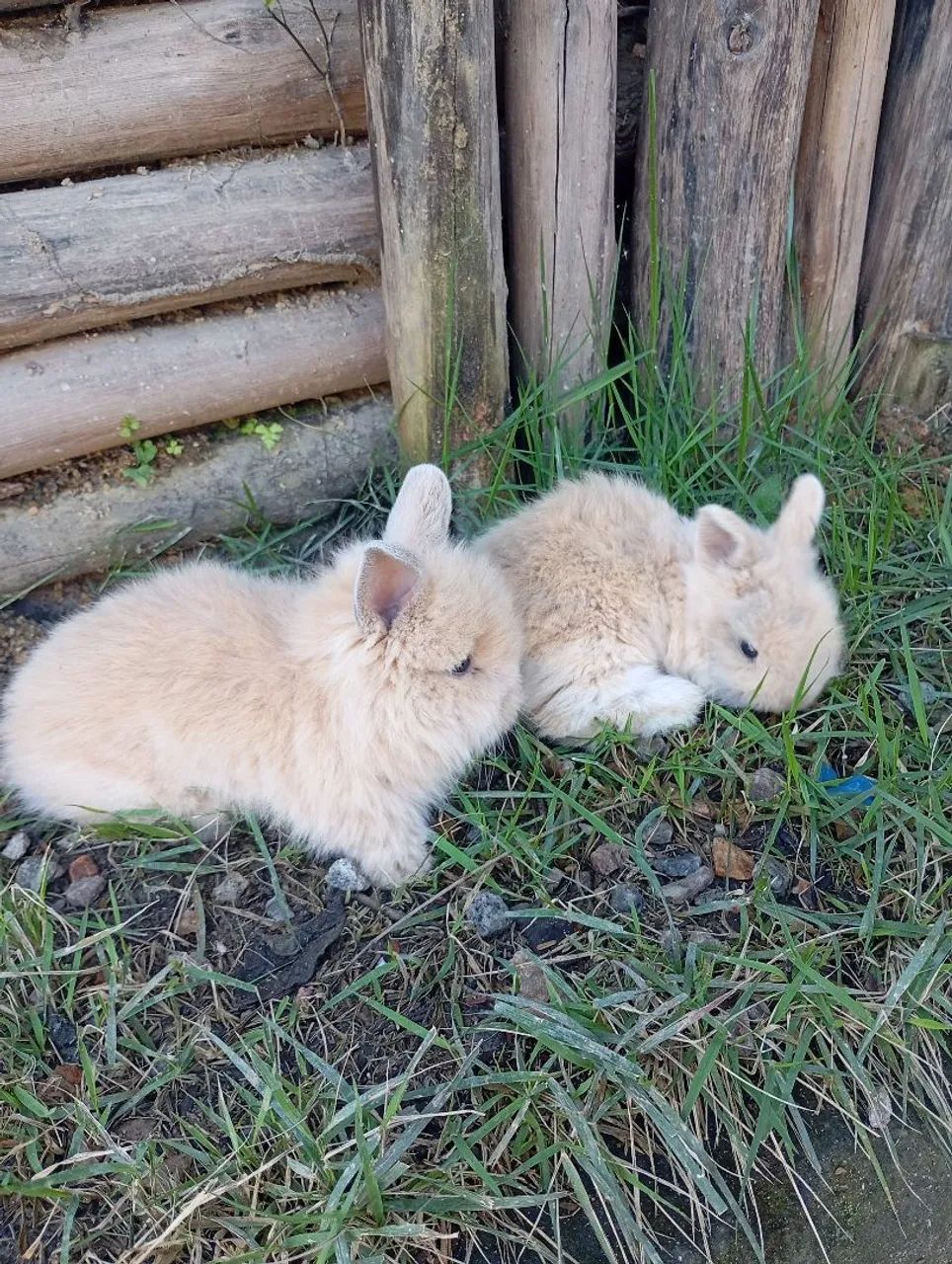 Casal de Coelho Teddy dwerg, fêmea mini coelho Netherland e casal de coelho comum