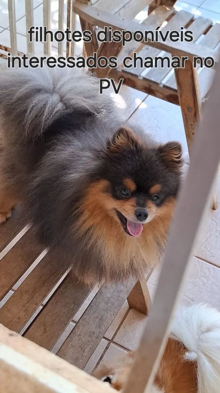 Spitz Alemão - Foto 3