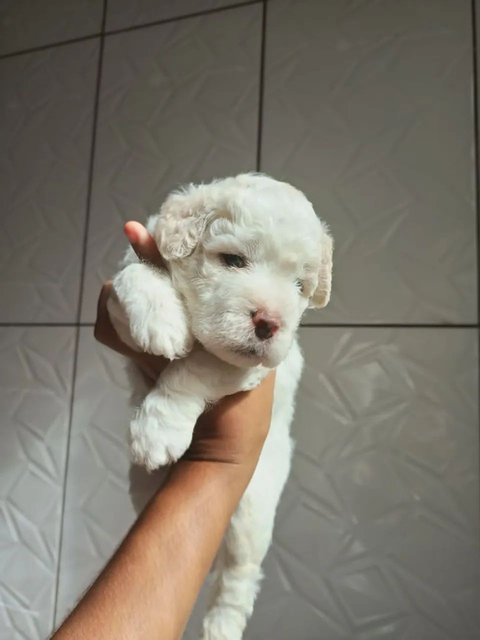 Filhote de Poodle branco