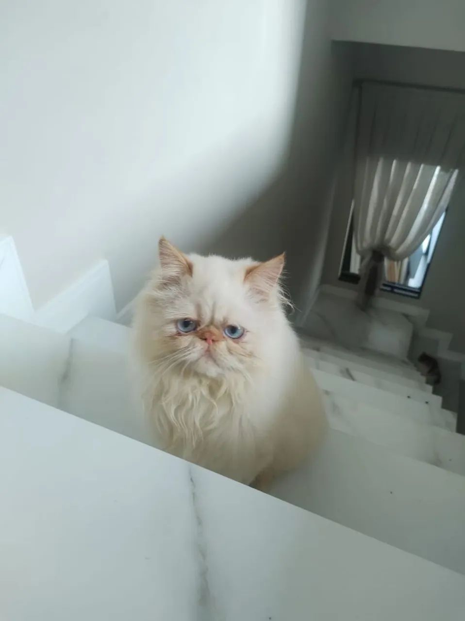 Filhotes de gatos persas/ himalaia/ exóticos  - Foto 4