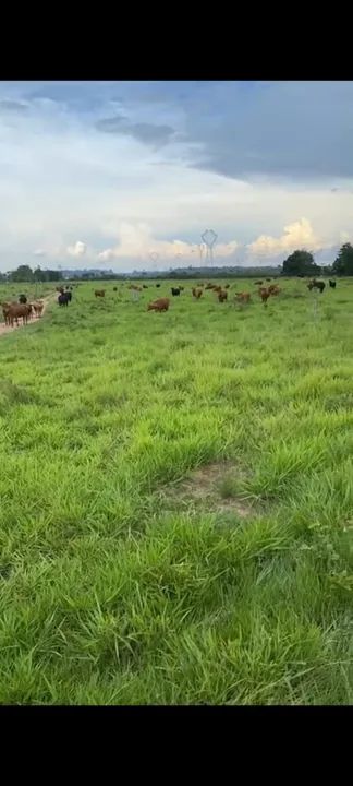 *OPORTUNIDADE PARA INVESTIDORES - FAZ. ESTRUTURADA NA BEIRA DA BR 364 - PORTO VELHO* - Foto 2