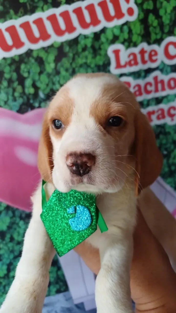   Beagle Filhotinhos Lindos e Carinhosos , Vacinados 